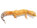 Load image into Gallery viewer, Adult Female Super Hypo Tangerine Leopard Gecko