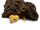 Load image into Gallery viewer, Adult Female Tangerine Tremper Possible Het Eclipse Leopard Gecko