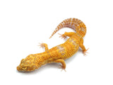 Load image into Gallery viewer, Adult Female Tangerine Tremper Possible Het Eclipse Leopard Gecko