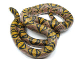 Load image into Gallery viewer, Adult Male Breeder Red Line Mandarin Rat Snake - Special