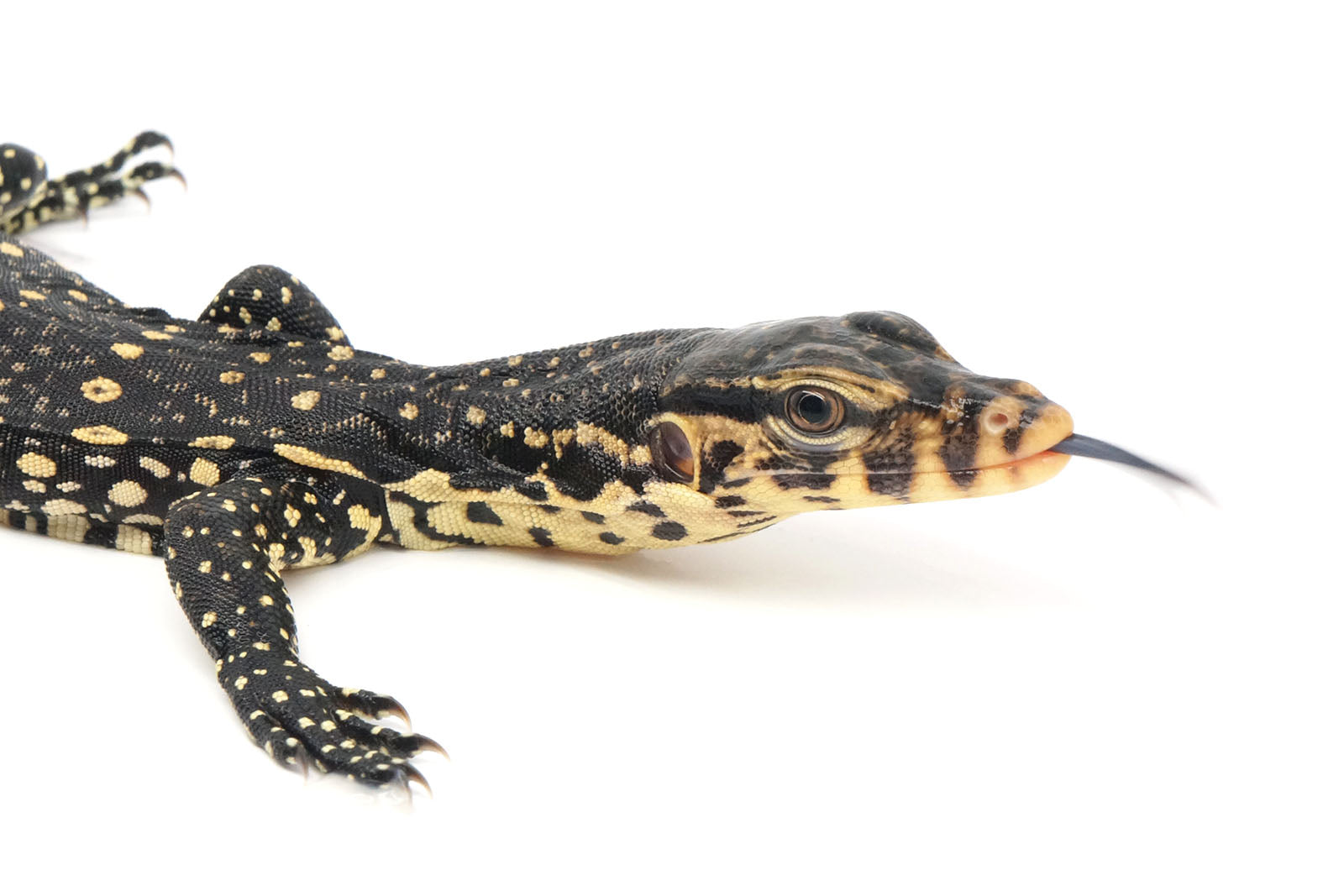 Baby Water Monitor Lizard