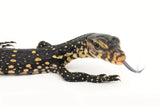 Load image into Gallery viewer, 2023 (5th Gen) Socialized Het. T-Negative Albino Asian Water Monitors