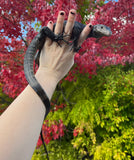 Load image into Gallery viewer, Black Dragon Asian Water Monitor - Sweet!