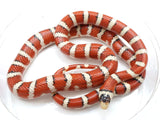 Load image into Gallery viewer, Breeder Female Hypo Arizona Mountain King Snake