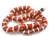 Load image into Gallery viewer, Breeder Female Hypo Arizona Mountain King Snake
