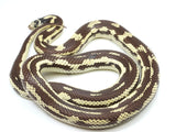 Load image into Gallery viewer, Breeder Female Long Beach California King Snake