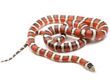 Load image into Gallery viewer, Breeder Male Arizona Mountain King Snake