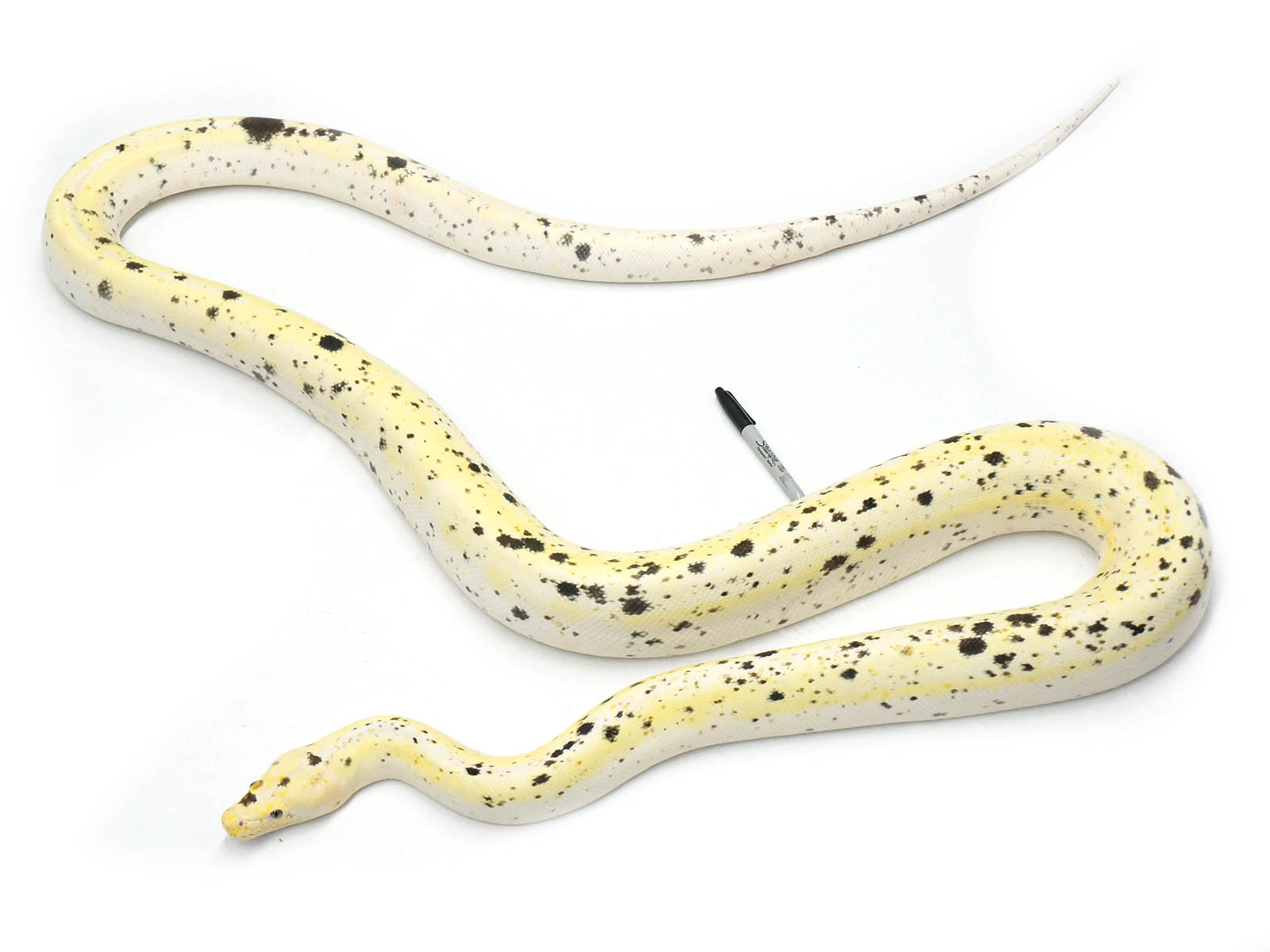 Reticulated Python Morphs