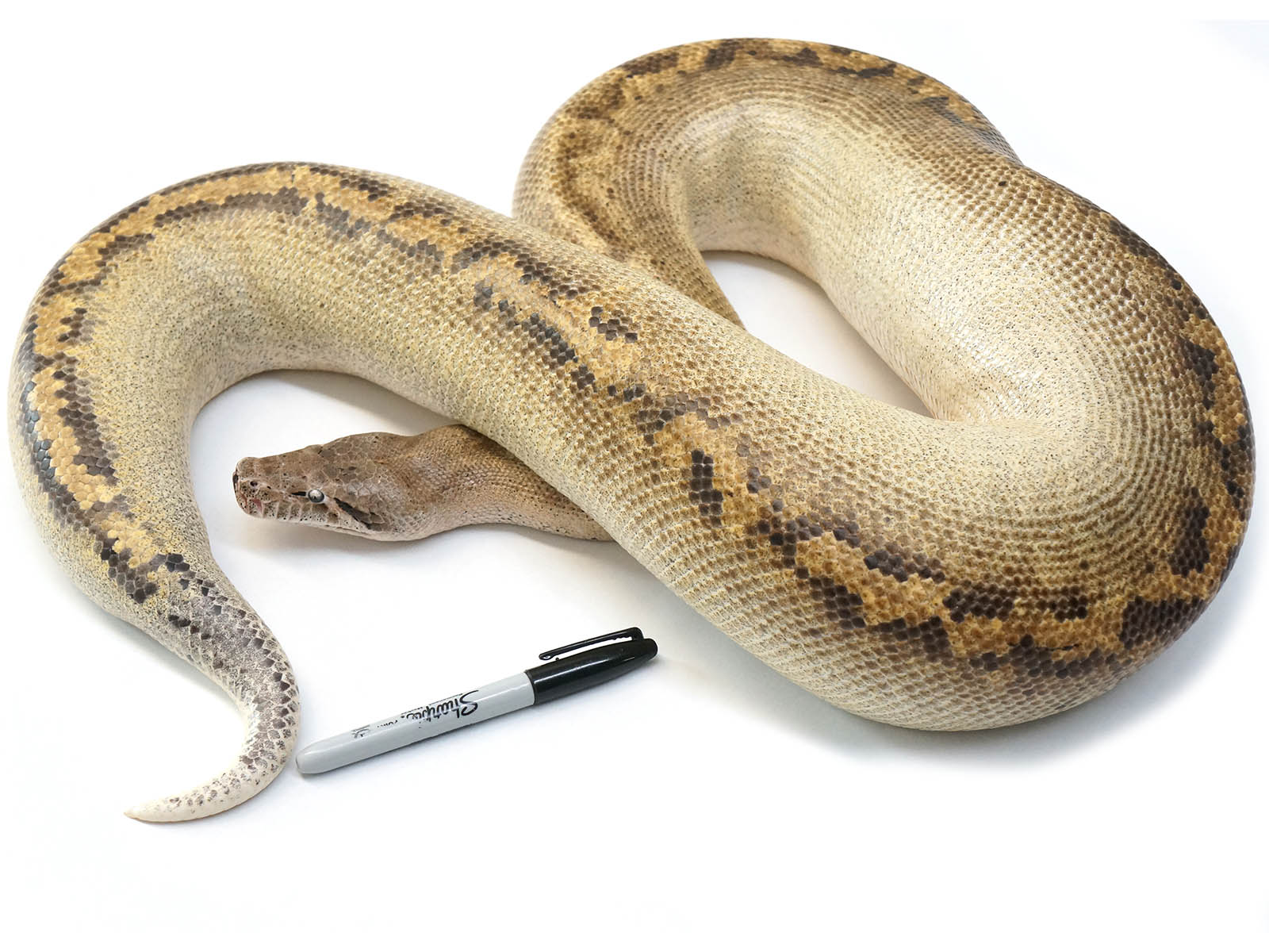 Ivory Blood Python