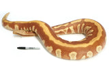 Load image into Gallery viewer, Breeder Sized Male T+ Albino Genetic Stripe Blood Python