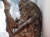 Load image into Gallery viewer, Caymanensis X Leusi Cross Iguana