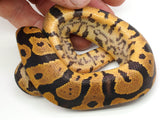 Load image into Gallery viewer, 2021 Male Confusion &quot;Odd&quot; 66% Poss het Lavender Albino Ball Python