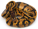 Load image into Gallery viewer, 2021 Male Confusion &quot;Odd&quot; 66% Poss het Lavender Albino Ball Python