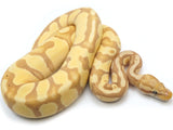 Load image into Gallery viewer, SALE! 2021 Male Coral Glow Enchi Het Clown Het Pied Ball Python.