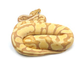 Load image into Gallery viewer, SALE! 2021 Male Coral Glow Enchi Het Clown Het Pied Ball Python.