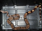 Load image into Gallery viewer, Well Established Long Term Captive Male Guyana Red Tail Boa.
