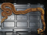 Load image into Gallery viewer, 2018 Male Hypo Super Jungle Boa Constrictor