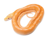 Load image into Gallery viewer, SALE! 2022 Male Golden Child White Albino Granite Back Reticulated Python.