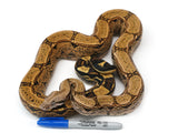 Load image into Gallery viewer, SALE! 2020 Male Pastel Dream Monster Tail Arabesque Boa Constrictor.