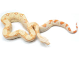 Load image into Gallery viewer, 2021 Female Albino IMG Boa Constrictor