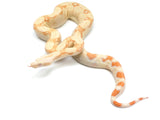 Load image into Gallery viewer, 2021 Female Albino IMG Boa Constrictor