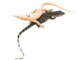 Load image into Gallery viewer, 2023 Hatchling T-Negative Albino Asian Water Monitors
