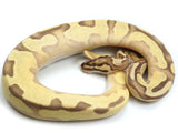 Load image into Gallery viewer, 2021 Male Enchi Lucifer Orange Dream Odium Fader Ball Python