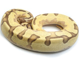 Load image into Gallery viewer, 2021 Male Enchi Lucifer Orange Dream Odium Fader Ball Python