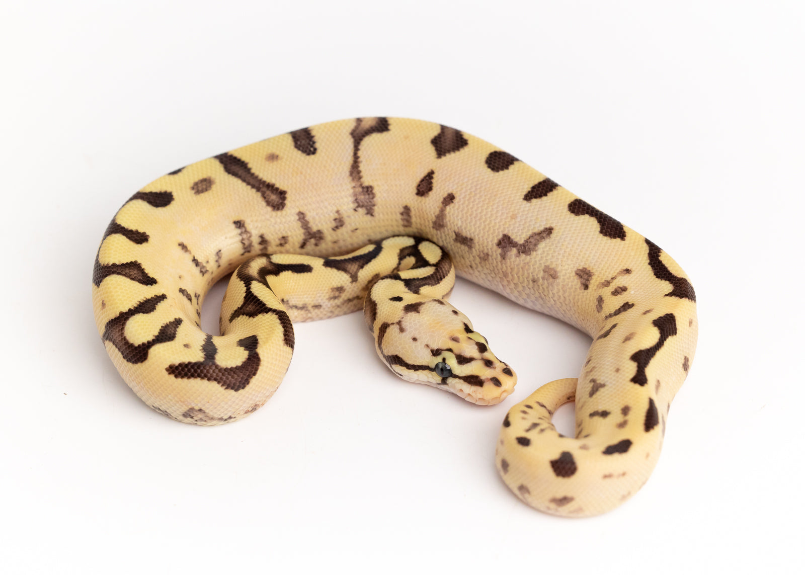 Female Bumblebee Yellowbelly Lucifer Fader Ball Python – New England  Reptile - Nerd