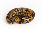 Load image into Gallery viewer, Female Double Het Clown Pied