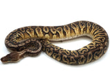 Load image into Gallery viewer, Female Inferno Fader Ball Python