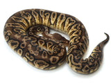 Load image into Gallery viewer, Female Inferno Fader Ball Python