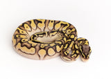 Load image into Gallery viewer, Female Pastel Bald Lucifer Yellowbelly Fader Ball Python