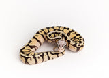 Load image into Gallery viewer, Female Pastel Hidden Gene Woma Lucifer Microscale Ball Python