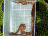 Load image into Gallery viewer, Female Solomon Island Ground Boa - Red