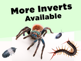 Load image into Gallery viewer, Invertebrate Availability