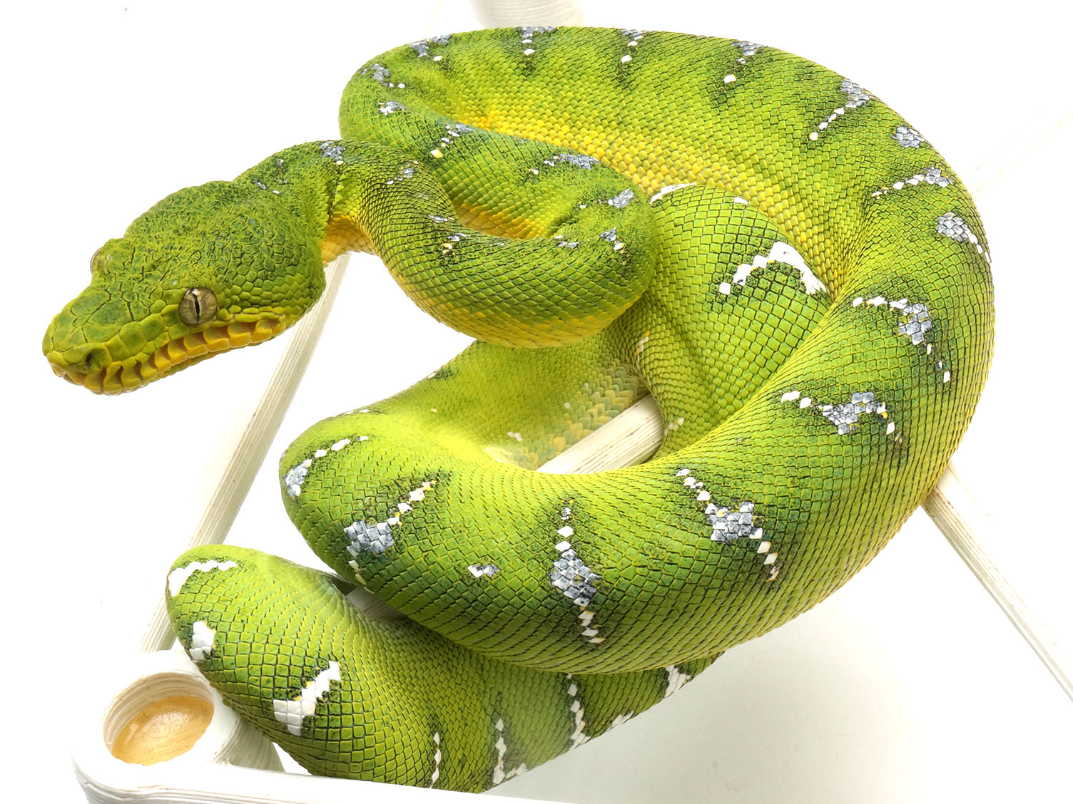 Emerald Tree Python