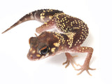 Load image into Gallery viewer, Male Australian Barking Gecko