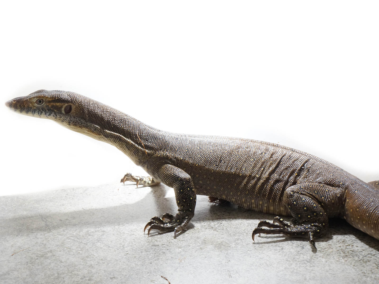 Juvenile Male Mertens’s Water Monitor. – New England Reptile - NERD