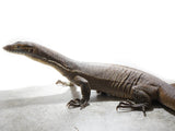 Load image into Gallery viewer, Male Mertens&#39;s Water Monitor
