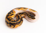 Load image into Gallery viewer, Male Pied Het. Clown Ball Python