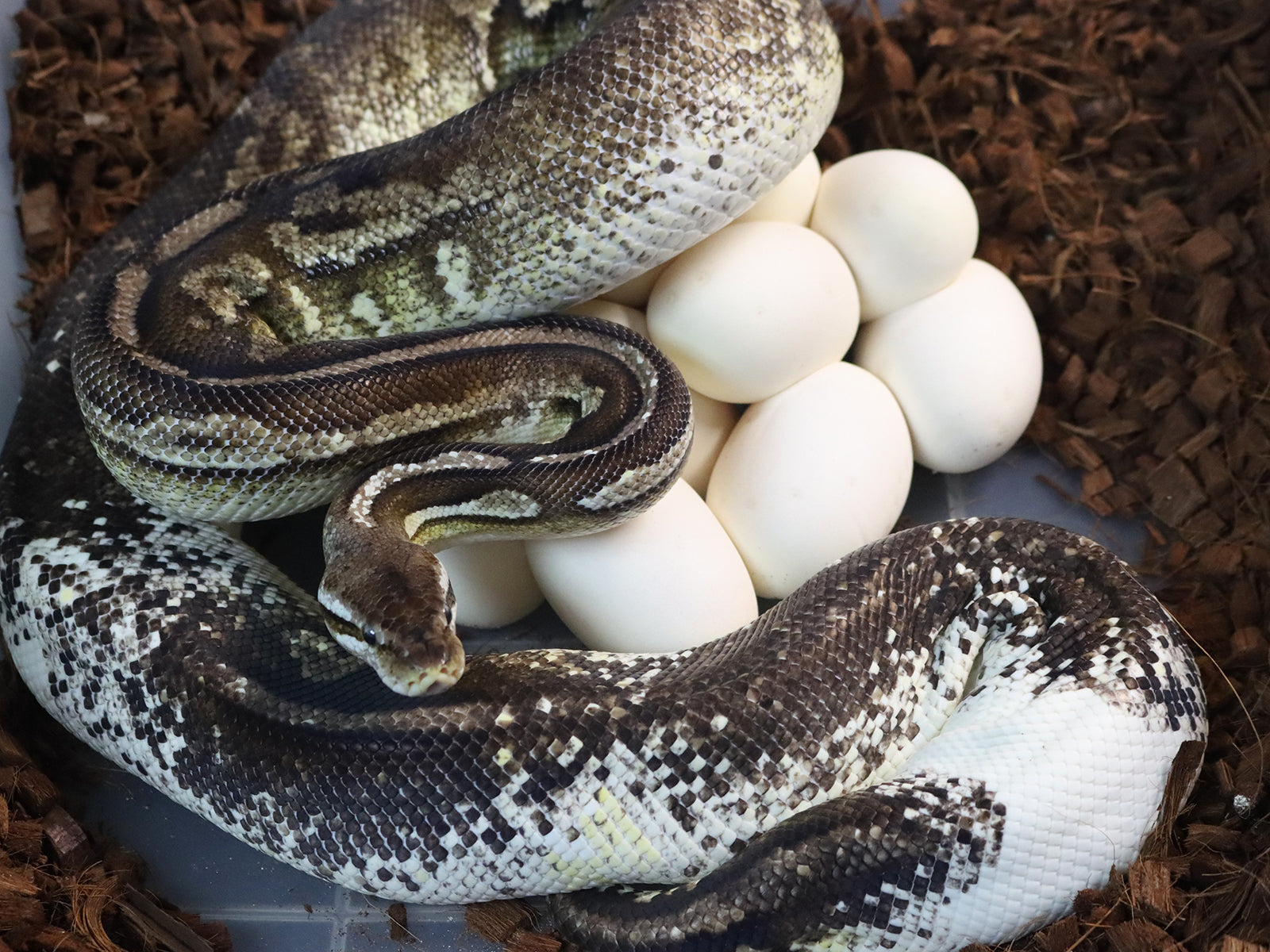 Ball Python Cinnamon Pod Super Cinnamon Pied Ball Python