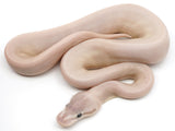 Load image into Gallery viewer, SALE! 2021 Female Phantom Mojave GHI Possible Pastel Possible Yellowbelly Ball Python - NICE!!