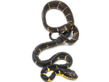 Load image into Gallery viewer, Pair Boiga melanota (Mangrove Cat Snake)