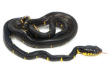 Load image into Gallery viewer, Pair Boiga melanota (Mangrove Cat Snake)