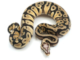 Load image into Gallery viewer, 2022 Female Pastel Microscale Het Clown Ball Python.