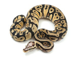 Load image into Gallery viewer, 2022 Female Pastel Microscale Het Clown Ball Python.