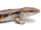 Load image into Gallery viewer, Subadult Probable Female Magma Blue Tongue Skink