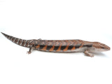 Load image into Gallery viewer, Subadult Probable Female Magma Blue Tongue Skink