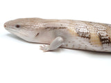 Load image into Gallery viewer, Probable Male Hypo Magma Blue Tongue Skink 